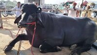 का विकला जातोय या रेड्याचा Sperm?