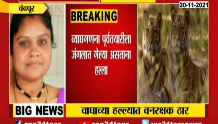 Chandrapur Tiger Attack Forest Security Gaurd Swati Dhomne At Tadoba Tiger