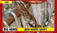 Video : वसई- पावसाचा सुक्या माशांना फटका; मासे कुजले