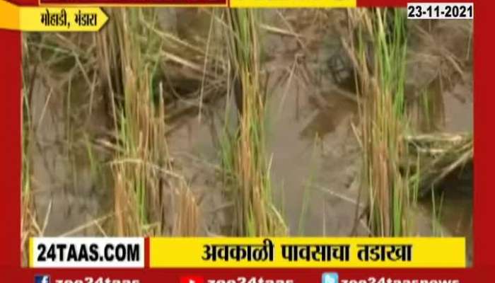 Bhandara Farmers In Problem As Farm Destroyed From Unseasonal Rainfall