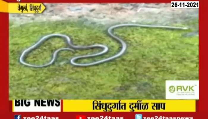 Sindhudurg Rare Species Of Snake Found