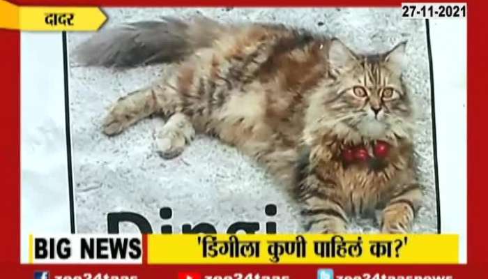 Cat Missing Posters In Dadar