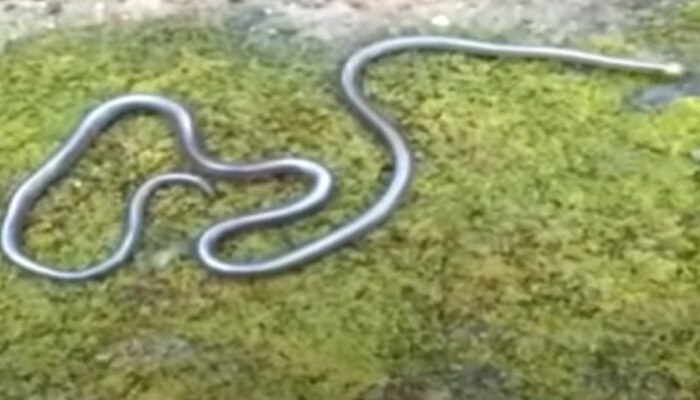 Castoes Coral Snake | सिंधुदुर्गात आढळला अत्यंत दुर्मिळ आणि विषारी पोवळा साप