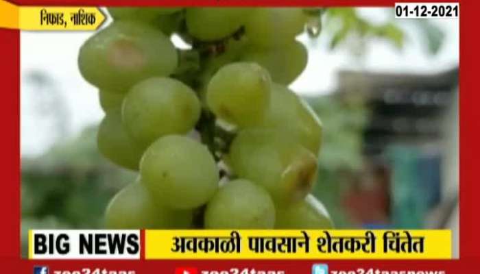 Nashik Nifad Grapes Farm Owners In Problem