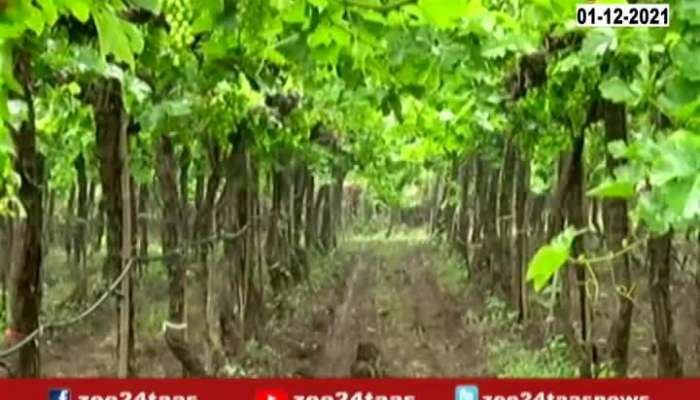 Nashik Uncertain Rain Damage Tomato,Grapes