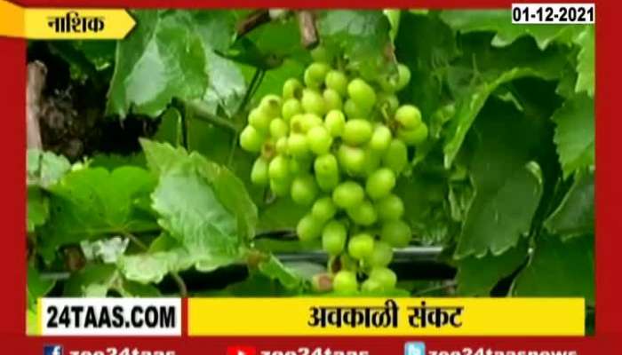 Nashik Grapes Farm Owners In Problem From Grapes Destroyed From Uncertain Rain