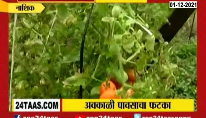 Nashik Uncertain Rain Damage Tomato,Grapes