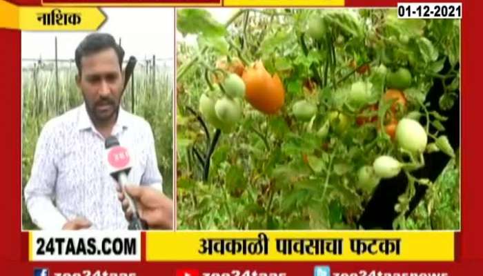 Nashik Farmers In Problem As Tomatos Crop Destroyed From Uncertain Rain