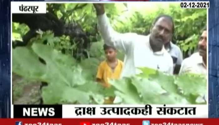 Pandharpur Farmers On Grapes Fruit Crops Damage From Uncertain Rainfall