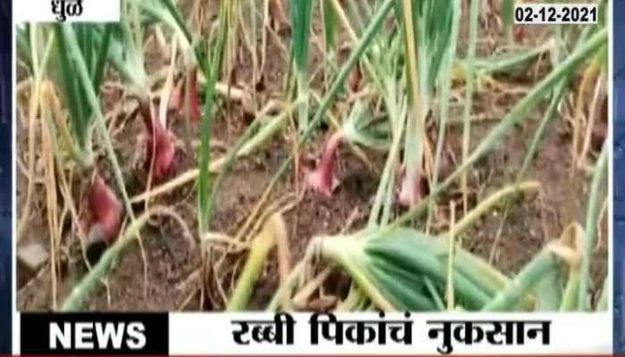 Dhule Uncertain Rain Damage Crop