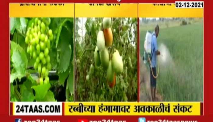 Maharashtra Farmers In Problem As Rabbi Crops In Rain Effect