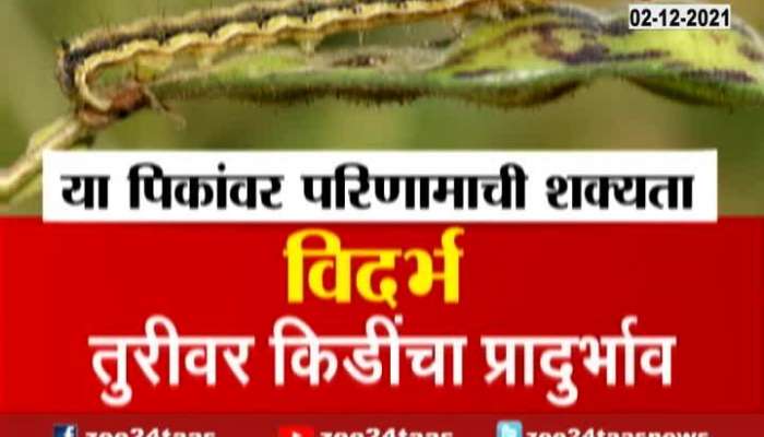 Maharashtra Which Crops Are Affected From Uncertain Rain