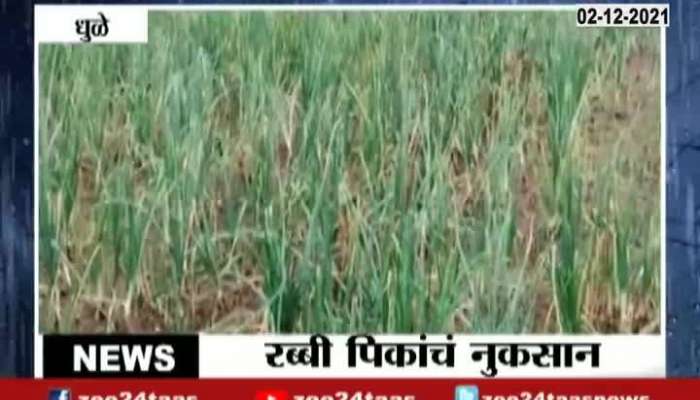 Dhule Farmers Reaction On Uncertain Rainfall Rabi Crops Damaged