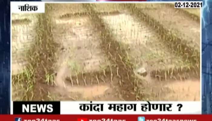 Nashik Uncertain Rain Crop Damage