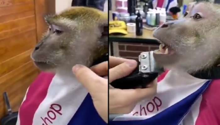 सलूनमध्ये माकडाने केली दाढी... तुम्ही कधी असा व्हिडीओ पाहिलाय का? 