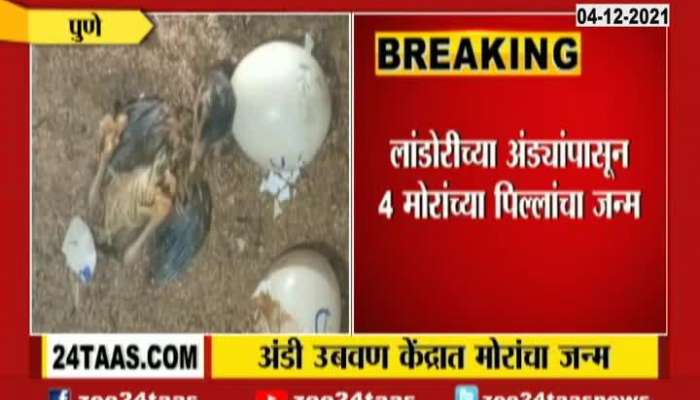  Incubation Centre Peacock Born From Eggs Hatched in Pune