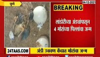 अंडी उबवण केंद्रात लांडोरीच्या अंड्यांपासून चार मोरांच्या पिल्लांना जन्म