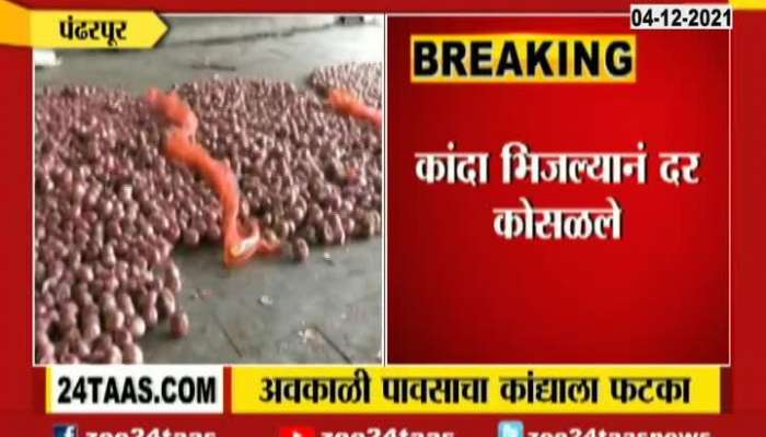 Pandharpur Farmers Get Very Low Price For Wet Onion From Uncertain Rai