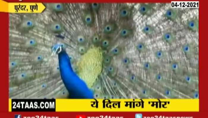 Pune Incubation Centre Peacock Born From Eggs Hatched Update At 06 Pm