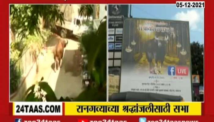 Pune People To Pay Tribute To Indian Bison On One Year Completed