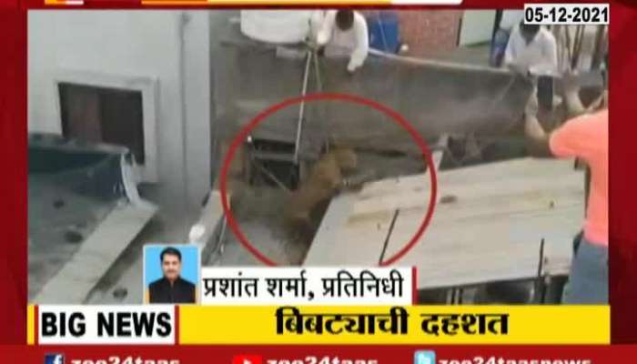 Ahmednagar,Shrirampur Leopord Attack Update At 04 Pm