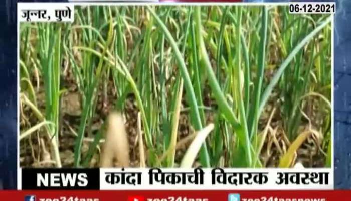 Pune Junnar Ground Report Onion Crops Getting Damage After Uncertain Rain