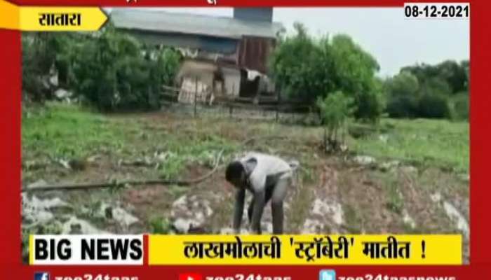 Satara Farmers Problem From Strawberry Crop Wasted From Uncertain Rain