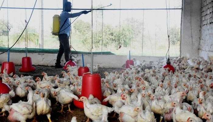 Bird Flu Outbreak : महाराष्ट्राच्या जवळ पोहोचला बर्ड फ्ल्यू