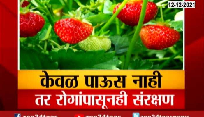 Satara Farmers Using Raincot To Protest Strawberry From Uncertain Rain And Pests