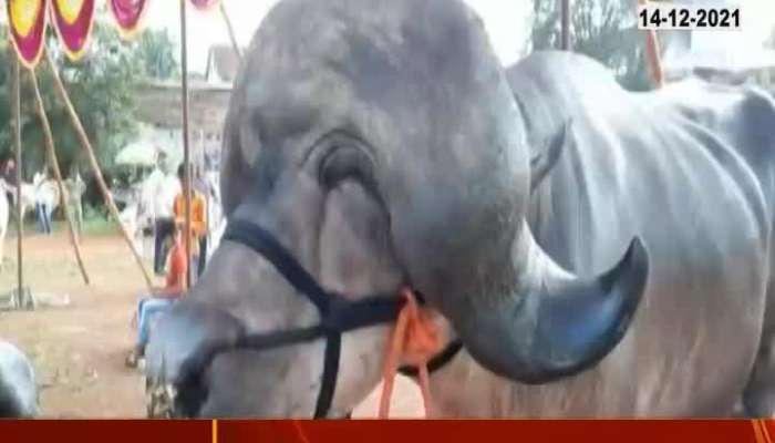 Helmet Wear Buffallo in Kolhapur