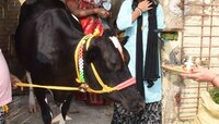 गायीने गिळली सोन्याची चैन, कुटुंब दिवस-रात्र शेणामध्ये घेताय शोध