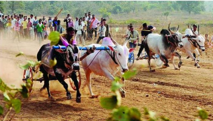 BREAKING : बैलगाडा शर्यतवरील बंदी उठणार? सुप्रीम कोर्टात उद्या होणार सुनावणी