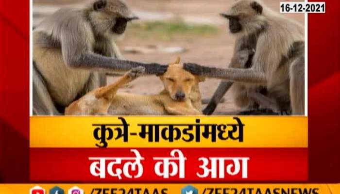 Beed Monkeys And Dogs War Villagers In Problem