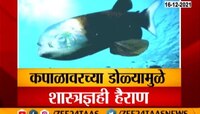 VIDEO ! कपाळातून पाहणारा मासा, प्रशांत महासागराता आढळला अनोखा मासा