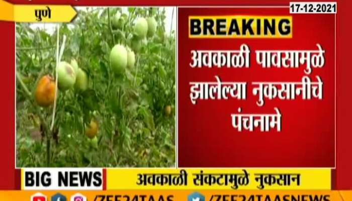 Pune Farm Loss due to Unseasonal Rain