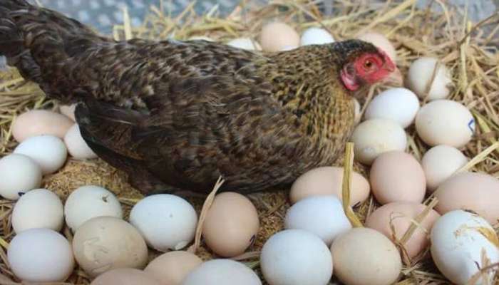 Egg came First or Hen: जगात पहिलं अंड आलं की कोंबडी? समोर आलं अजब उत्तर 