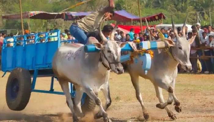  पोटच्या लेकरांप्रमाणे बैलांवर माया, पोटाला चिमटा काढून स्वत:चा टेम्पोही विकला