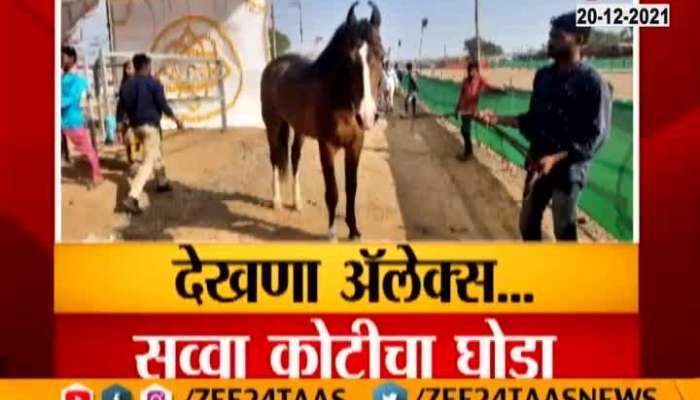 Nandurbar Sarangkheda Horse Trading Marwad Horse In Attraction