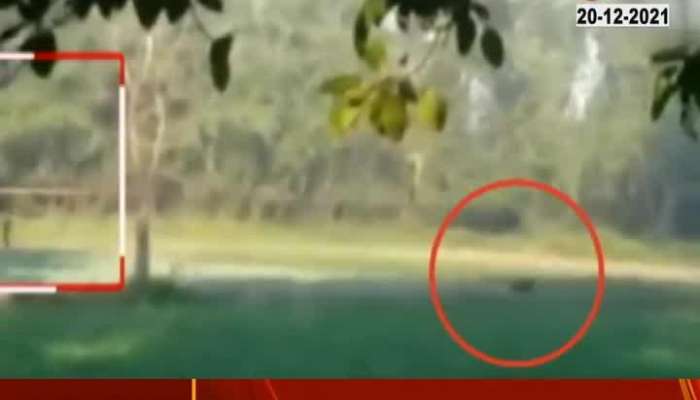 Assam elephant Viral Video