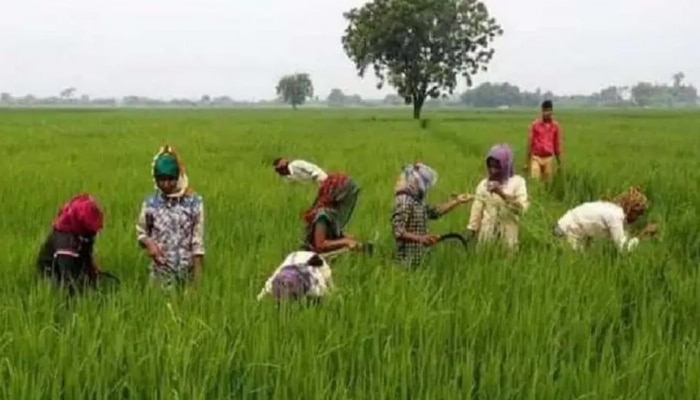 PM Kisan Yojana: PM किसान योजनेचे 2 हजार रुपये कधी मिळणार? नवीन तारीख समोर, लगेच तपासा