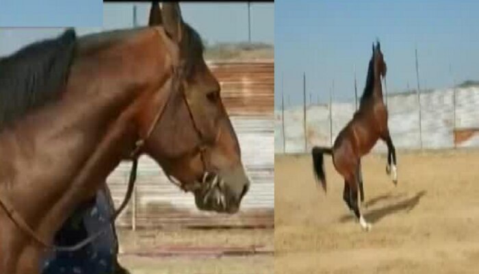 Sarangkheda Horse Fair  | सारंगखेड्याच्या जत्रेत सव्वा कोटीचा देखणा अ‍ॅलेक्स घोडा 