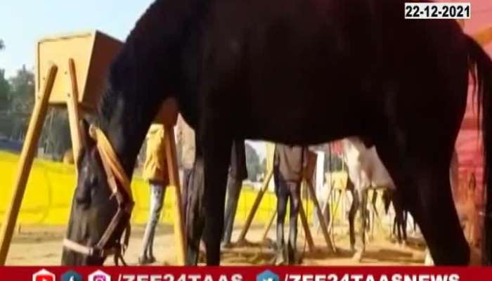 Nandurbar Sarangkheda Ravan Horse Of Marwar Breed Attraction In Horse Trading Yatra