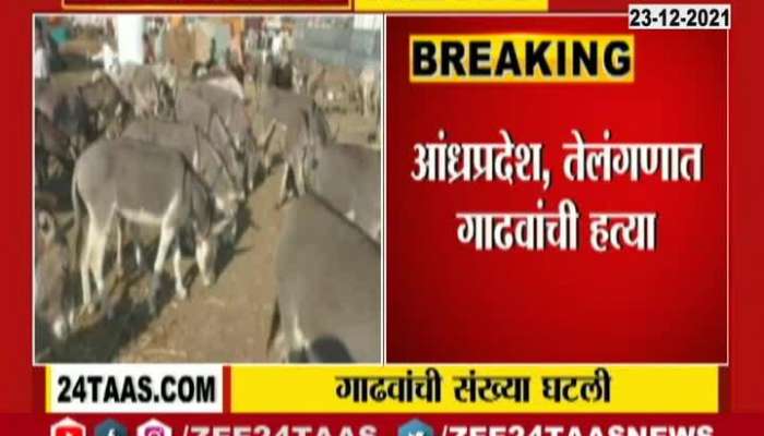 Donkey Ratio Decrease In India Due To China