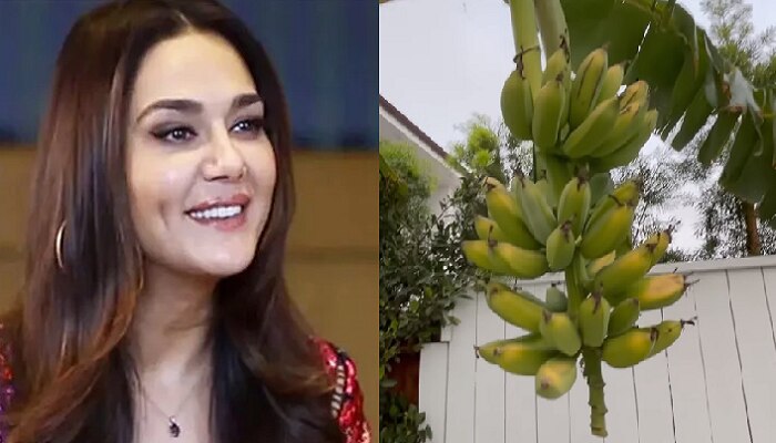 प्रिती झिंटाने घरच्या घरी वाढवलं केळीचं रोप, आता झालं केळ्यांचे घड