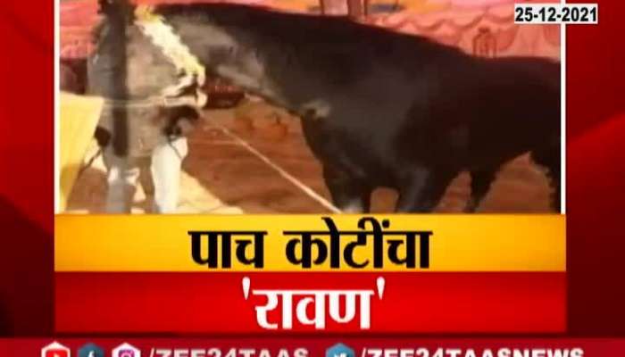 why this horse has value of 5 crore rupees, know and see the video