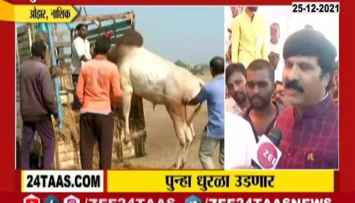 Nashik Ozar Ground Report Bullock Cart Race Begins Update At 03 Pm