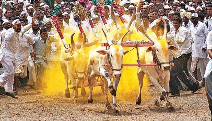 Bull Cart Race : अवघ्या 10 दिवसांमध्येच बैलगाडा शर्यत थांबवली, नक्की कारण काय?