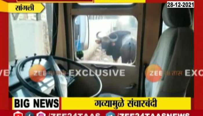 Sangli Section 144 In City For Indian Bison Enter City