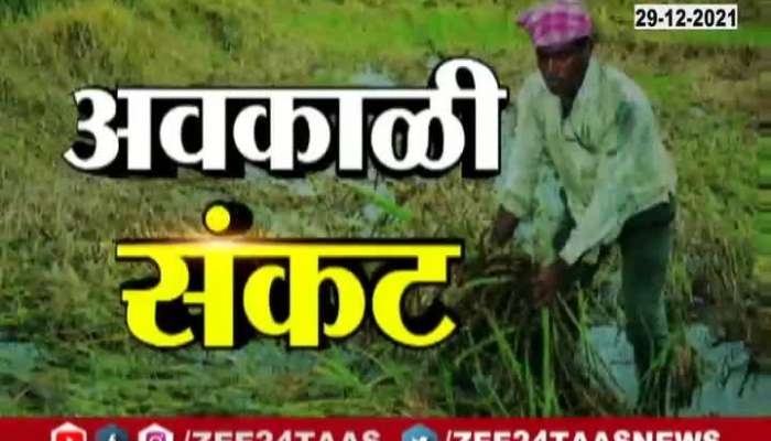 Shirdi Ground Report Farmers On Damage Of Crops From Hailstorm