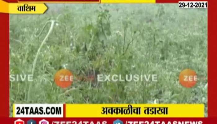 Washim Ground Report Damage Of Farm And Rabbi Crops From Uncertain Rainfall And Hailstorm